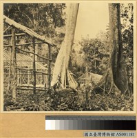 藏品(熱帶雨林內搭建中之房子)的圖片